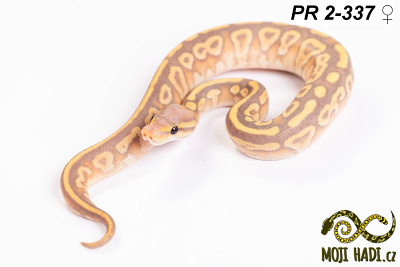 hadi na prodej, mládě, český chov hadů, odchov hadů, mojihadi.cz, Python regius, ballpython, krajta královská, banana, mojave, het Clown